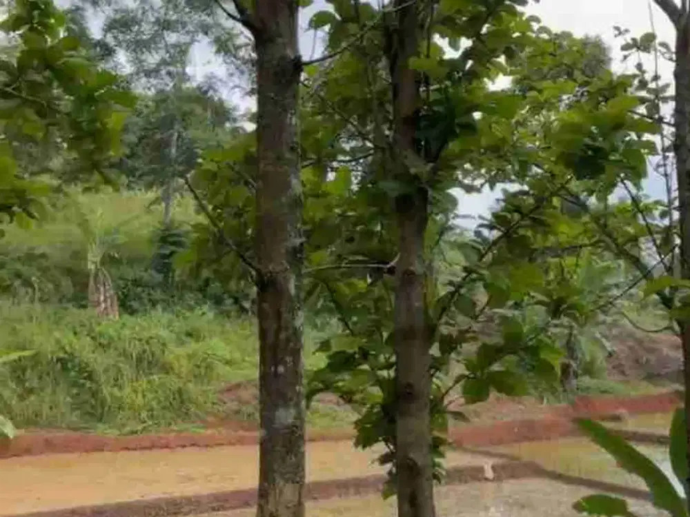 Tanah Beserta Pohon Jati & Sawah di Cikalong Kulon Cianjur Jabar
