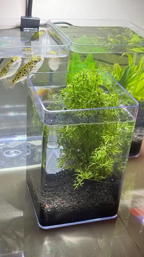 Soliter acrilic cupang guppy tanaman air ukuran 2 liter