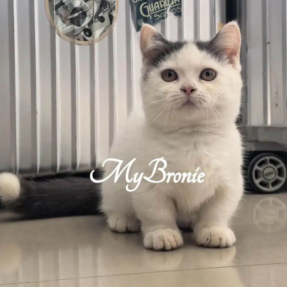 Kucing munchkin british shorthair betina blue van