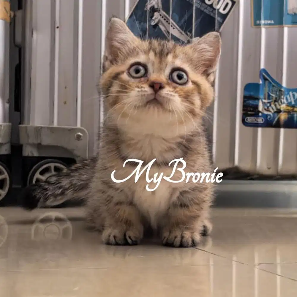 Kucing munchkin british shorthair betina