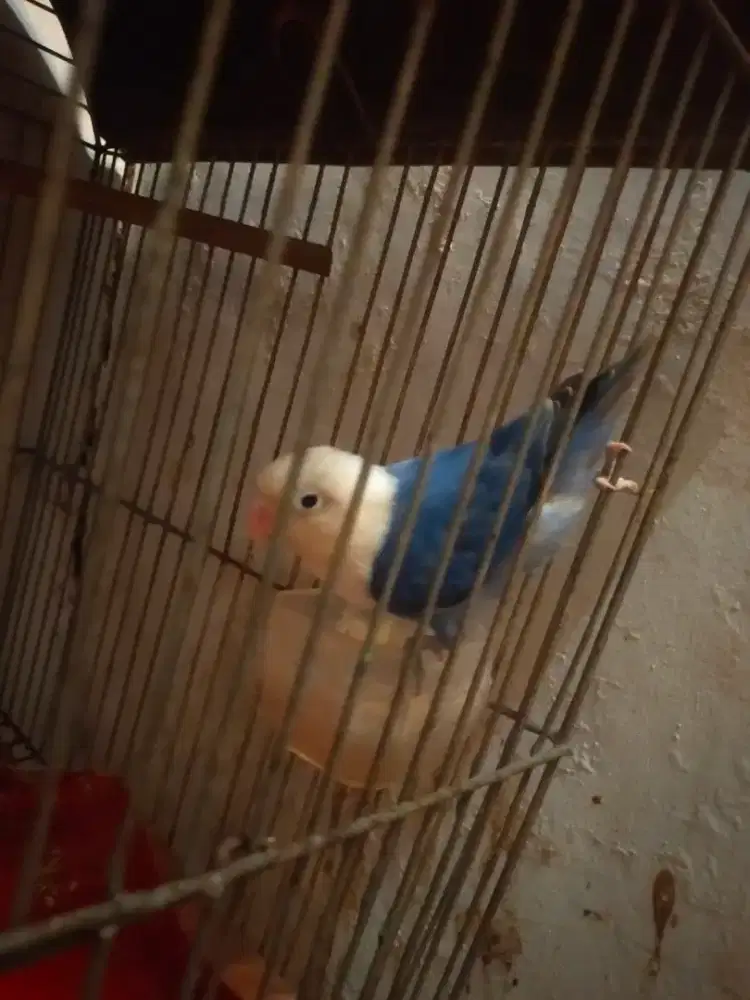 Burung Lovebird biru