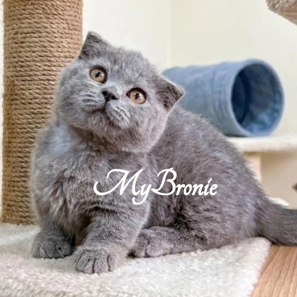 Kucing munchkin gaelic scottish