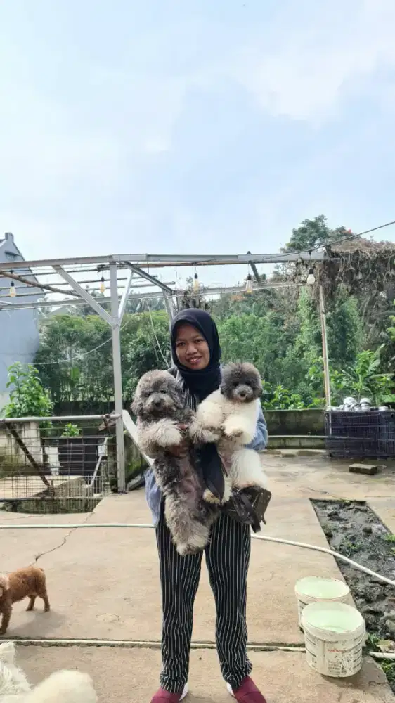 Dicari kennel girl/boy