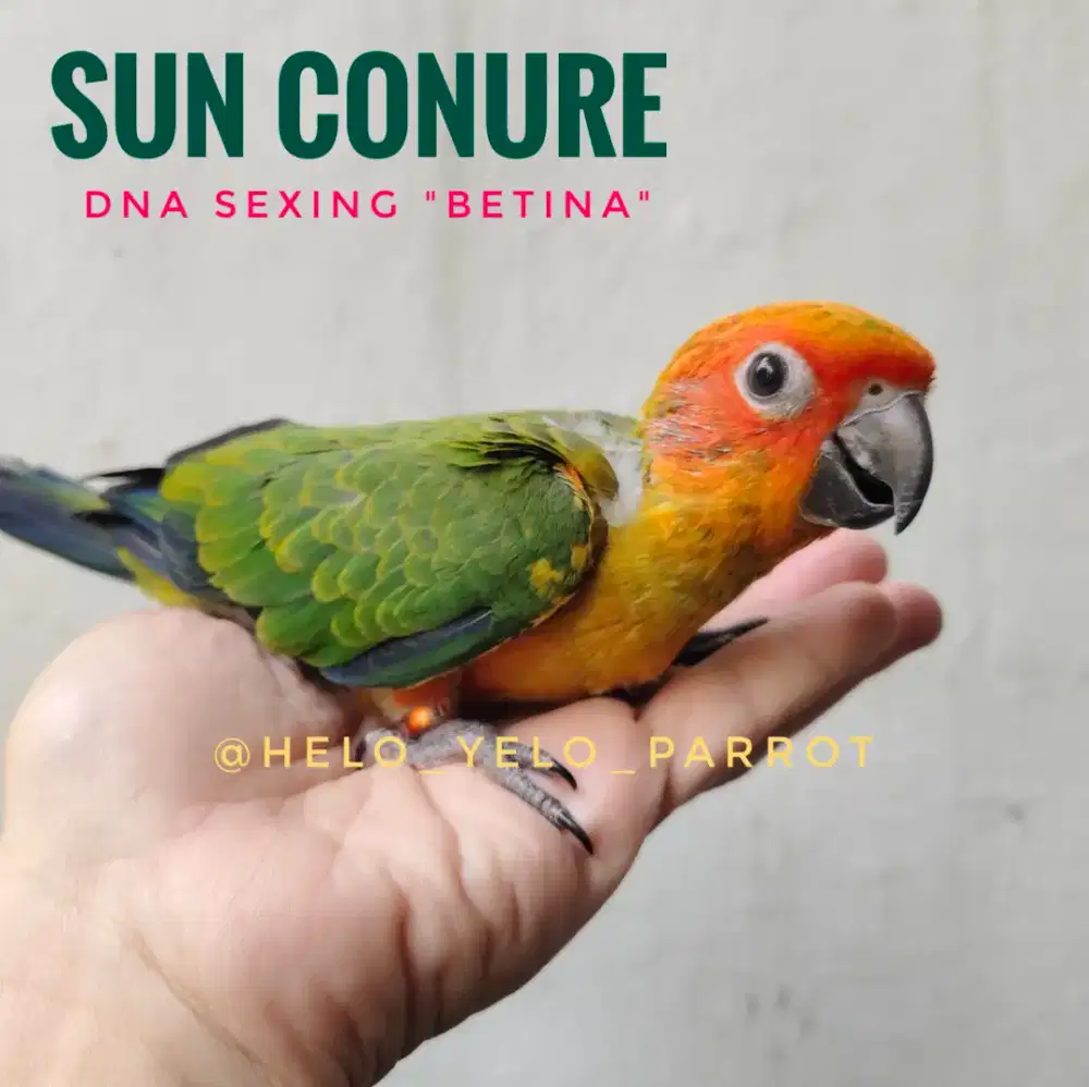 Baby Sun Conure / Sunconure BETINA