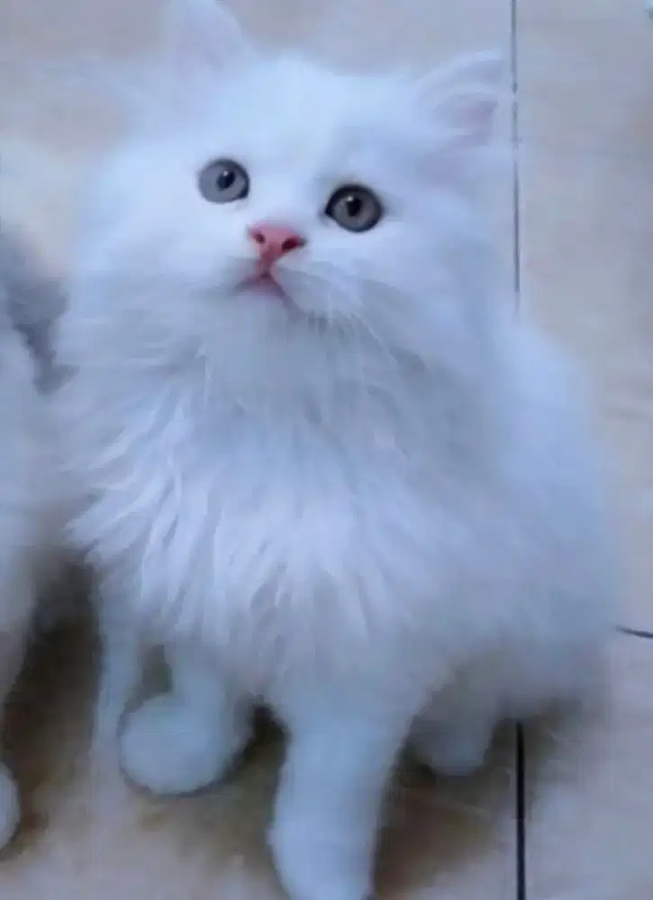 kitten white solid boneka hidup