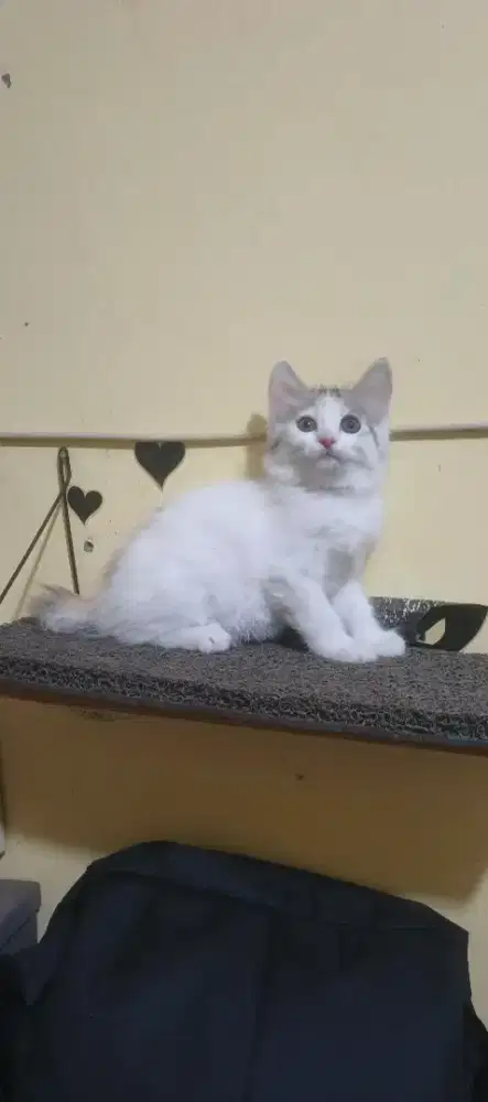 Kucing kitten/anak kucing Persia betina calico 2,5 bulan