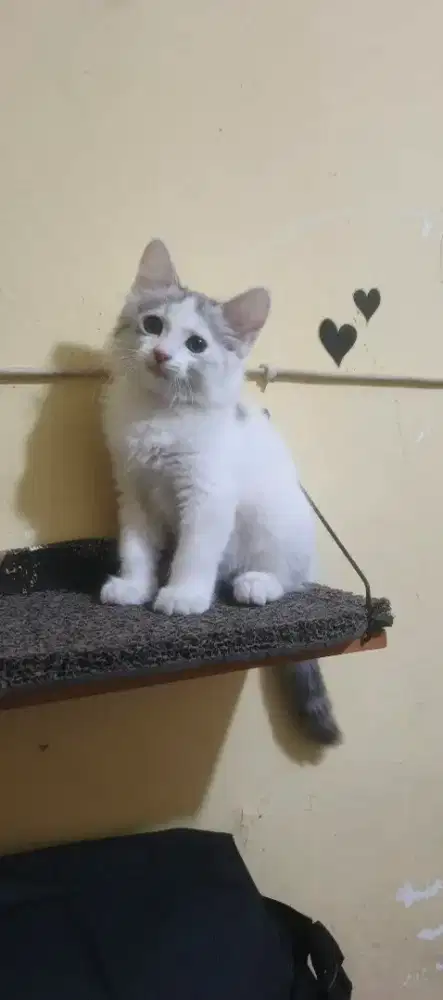 Anak kucing/kitten Persia jantan 2,5 bulan