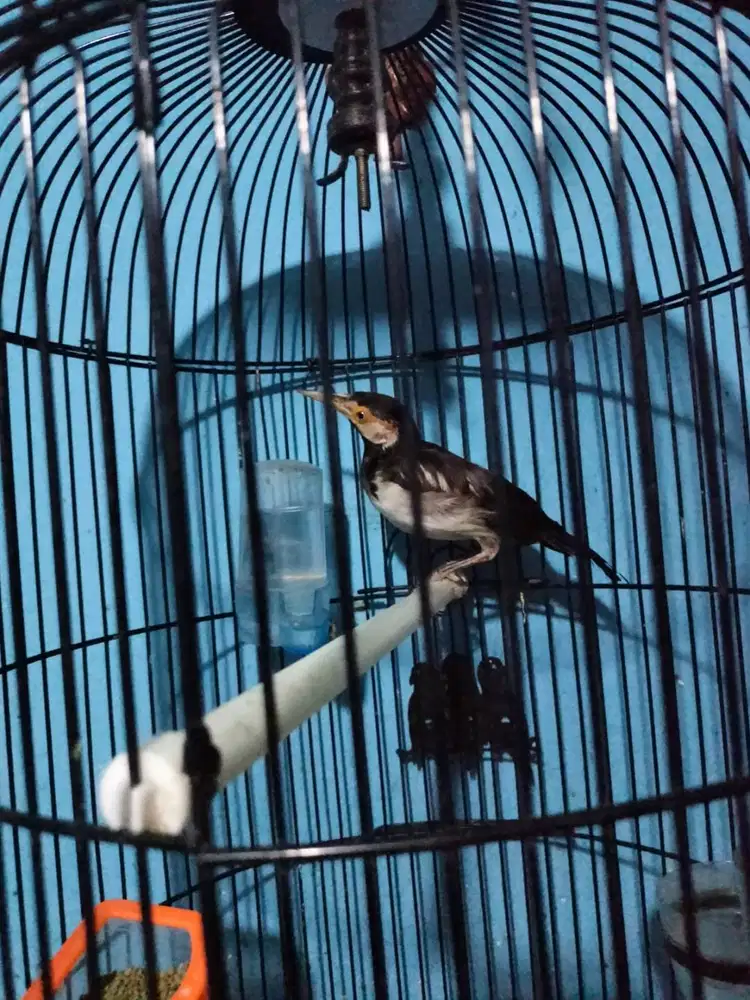 Calon masteran burung