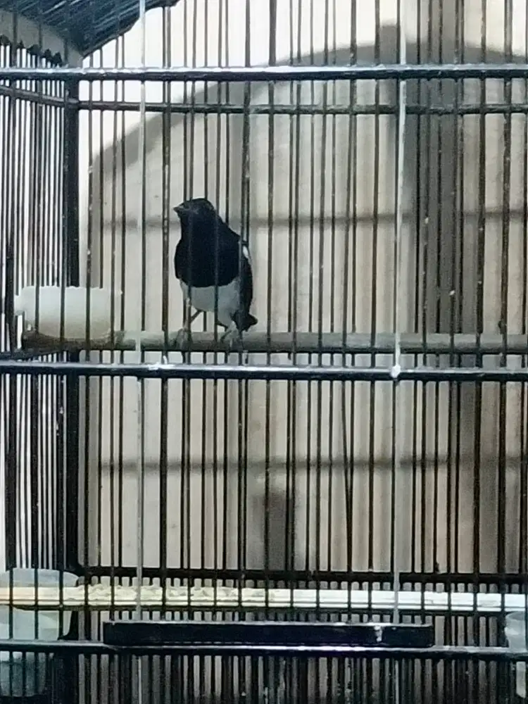 Burung Kacer daput dada putih fulset