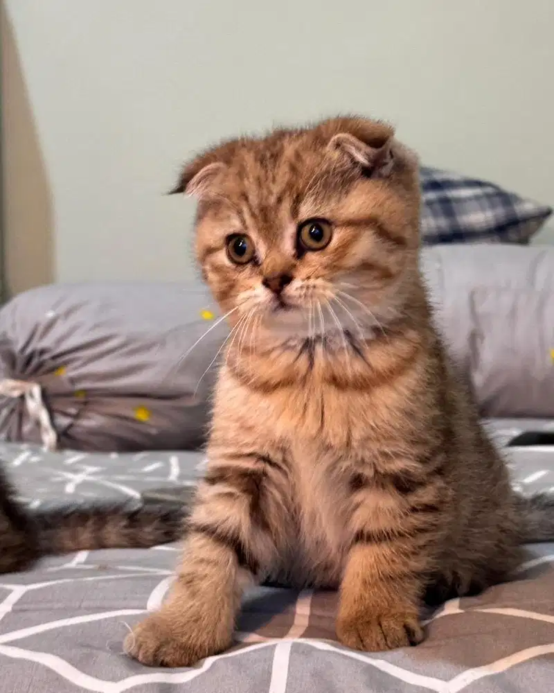 Anak kucing bsh x scotish fold golden