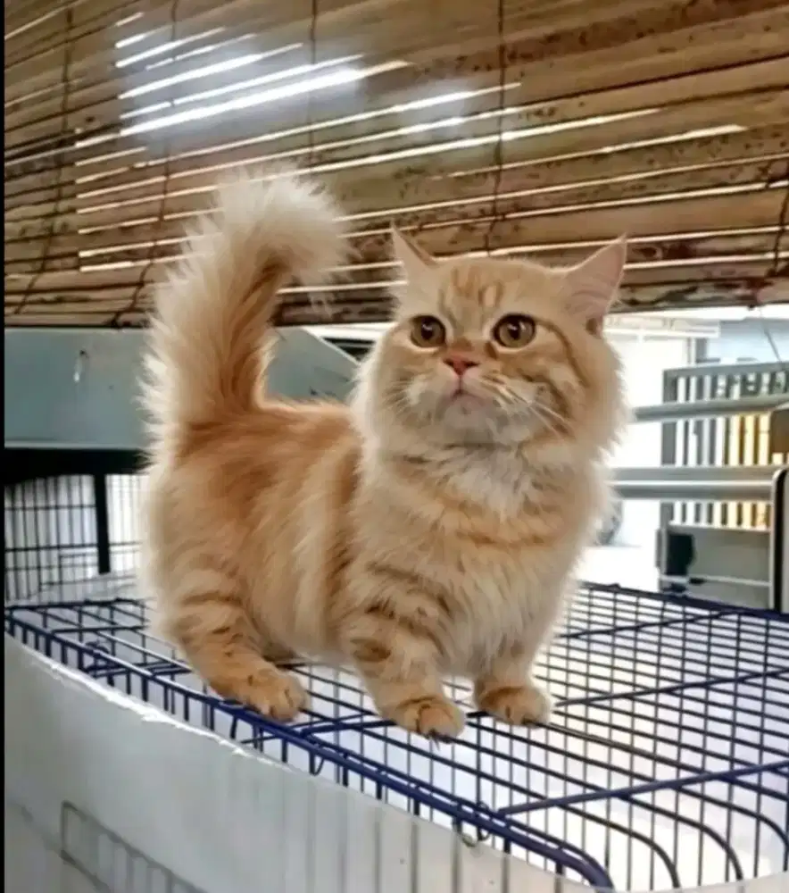 Munchkin Minuet pacak kawin
