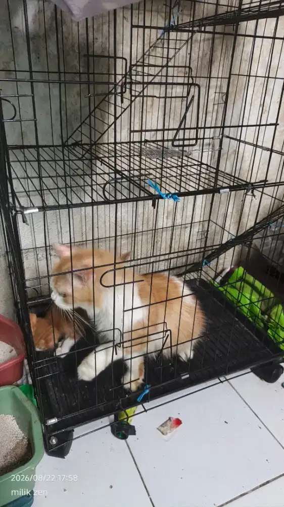 Kandang kucing + kucing