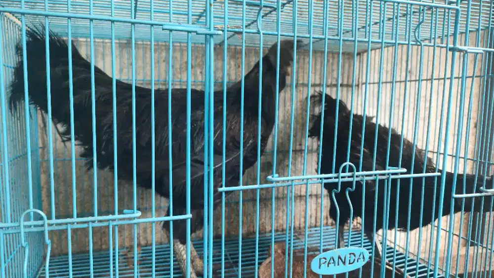 Ayam.cemani jago dan babon