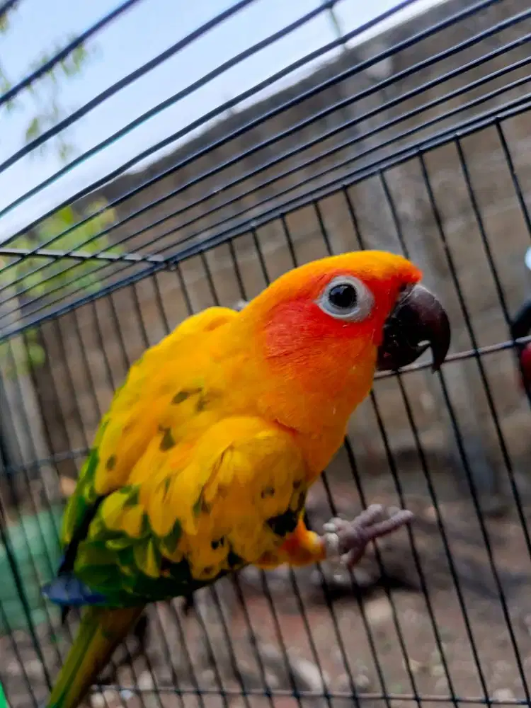 Burung SunConer