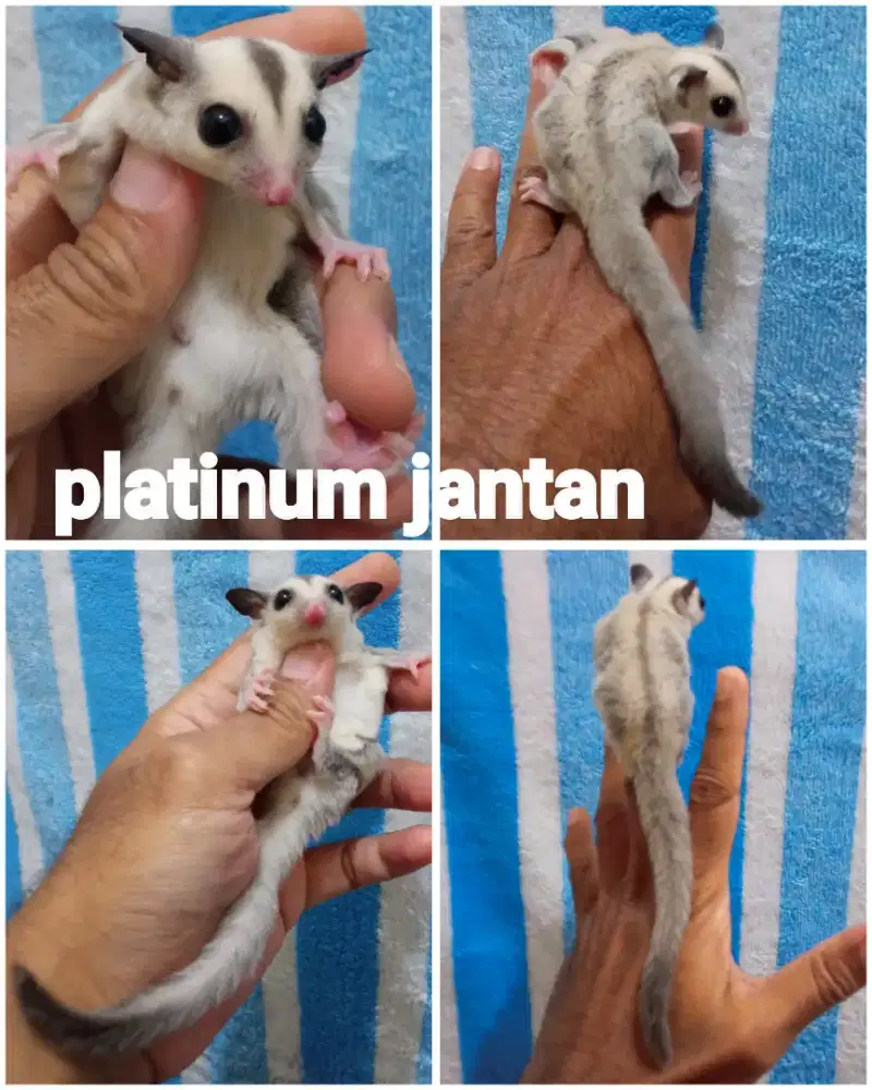 sugar glider platinum joey jantan