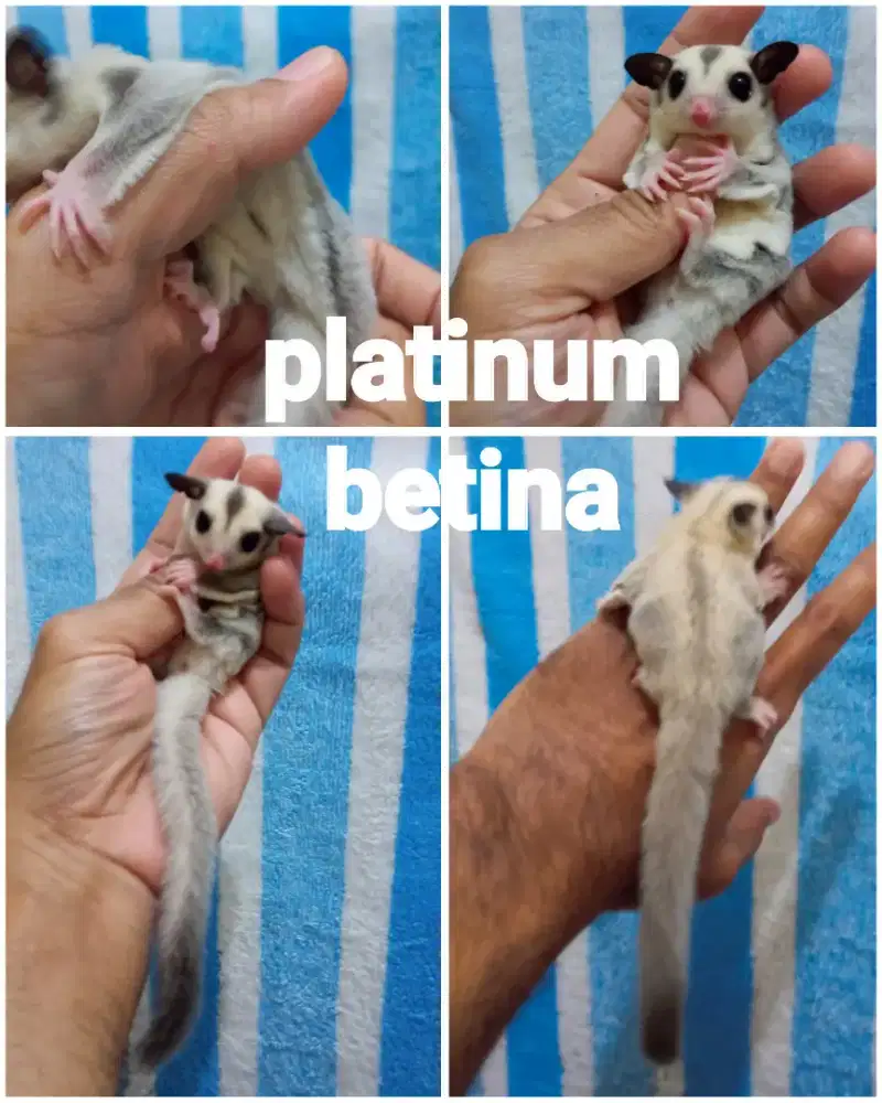 sugar glider joy platinum betina
