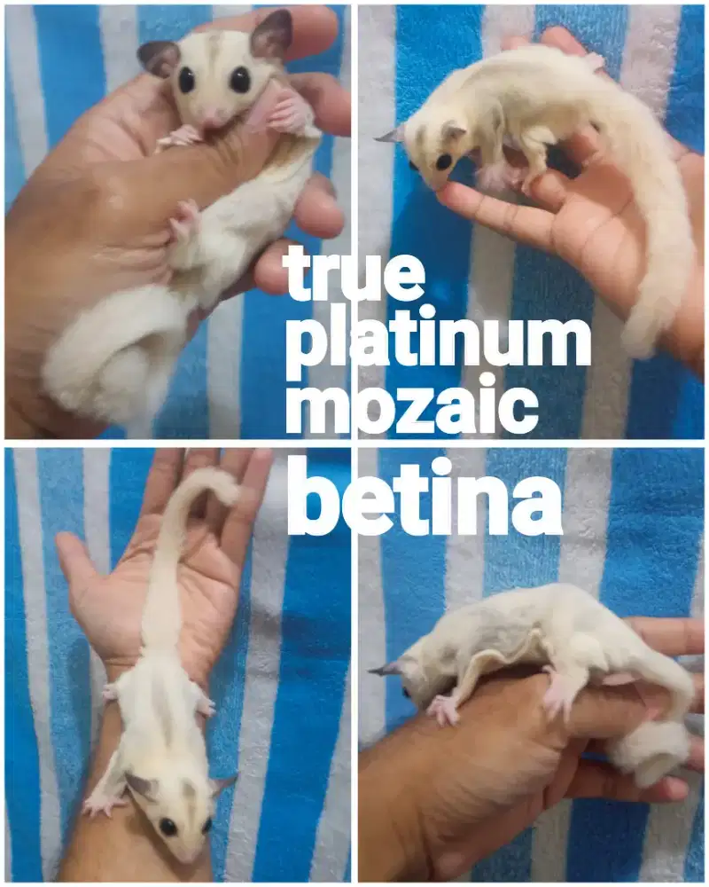 sugar glider tpm joy betina