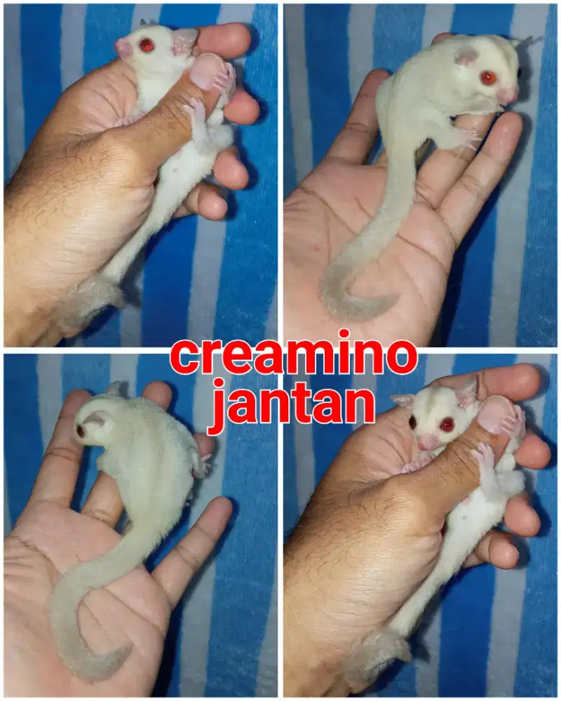 sugar glider creamino joey jantan