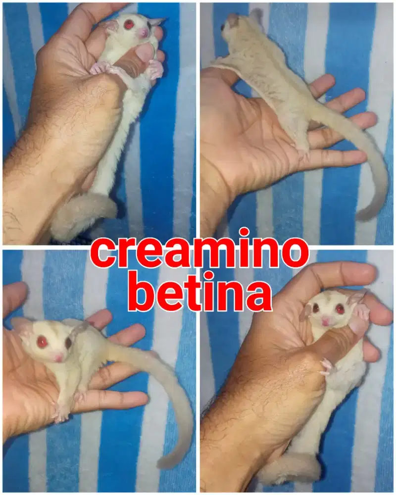 sugar glider creamino betina joy