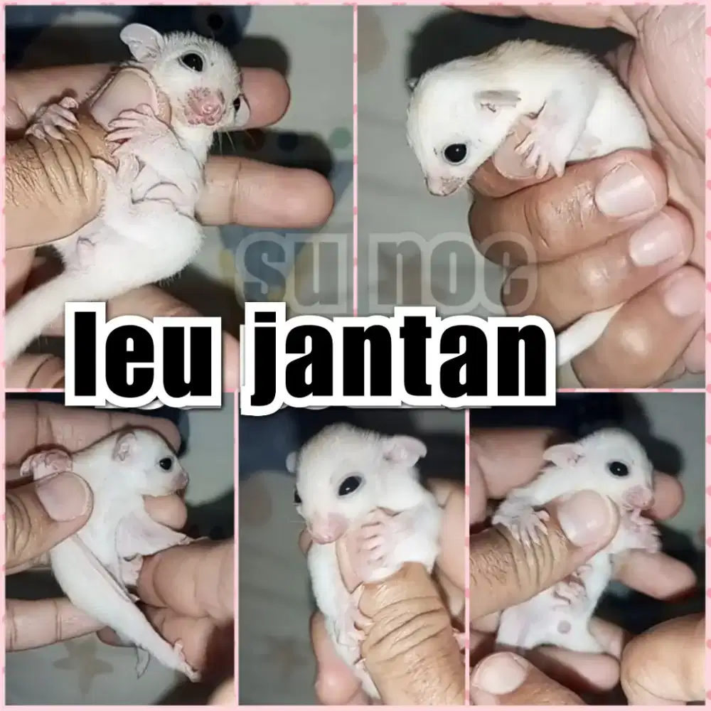 sugar glider leu jantan joy