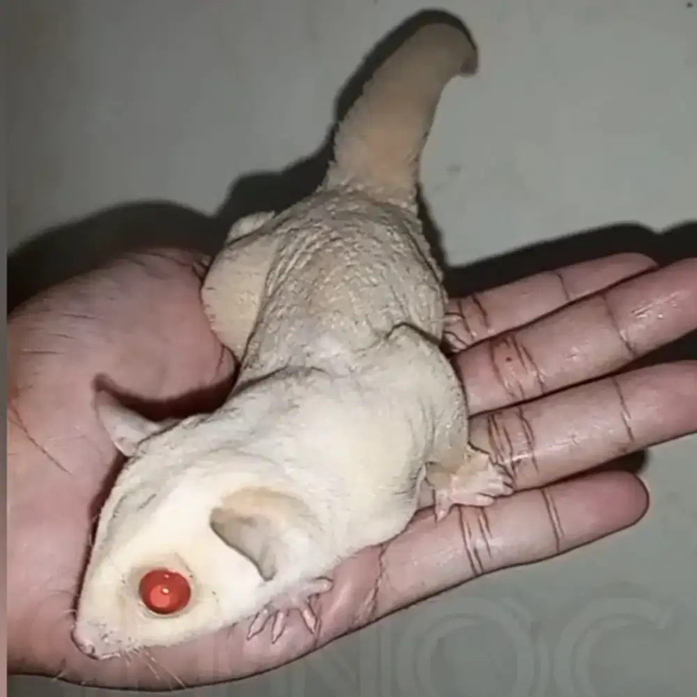 sugar glider creamino jantan indukan