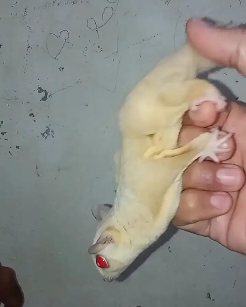 sugar glider creamino juvenile