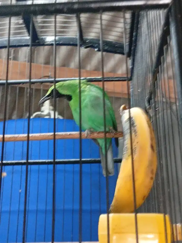 Burung bandangan body big