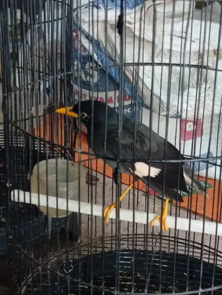 Burung anakan hutan jalak kebo mata putih