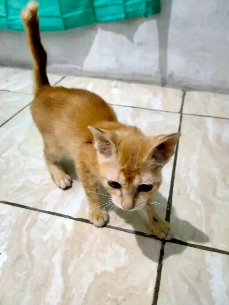 Anak kucing lucu