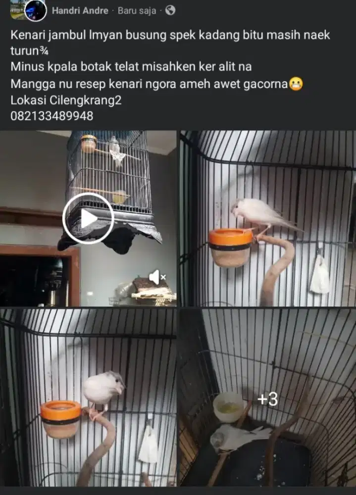 Kenari jambul warna kekinian