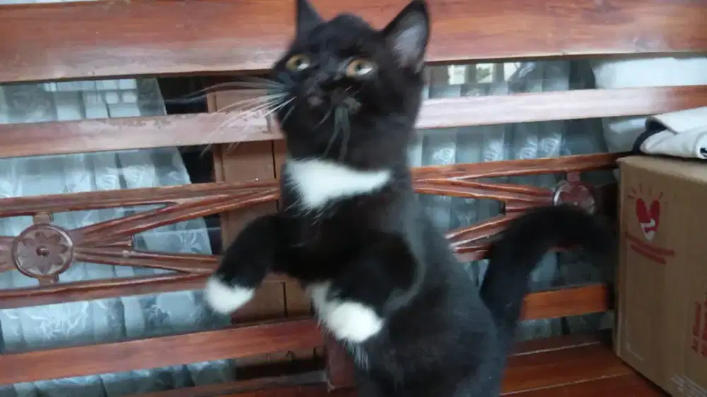 BSH tuxedo, dasi putih
