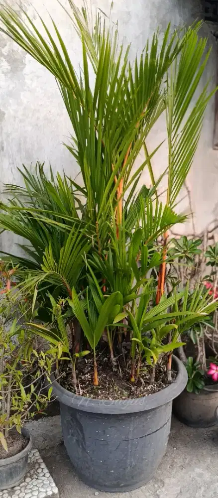 Palm Merah Medium Beranak Subur