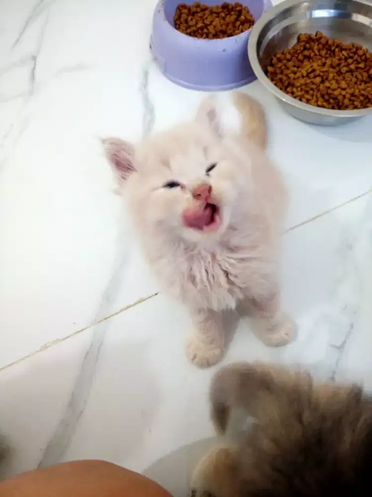 KITTEN PERSIA LONG HAIR