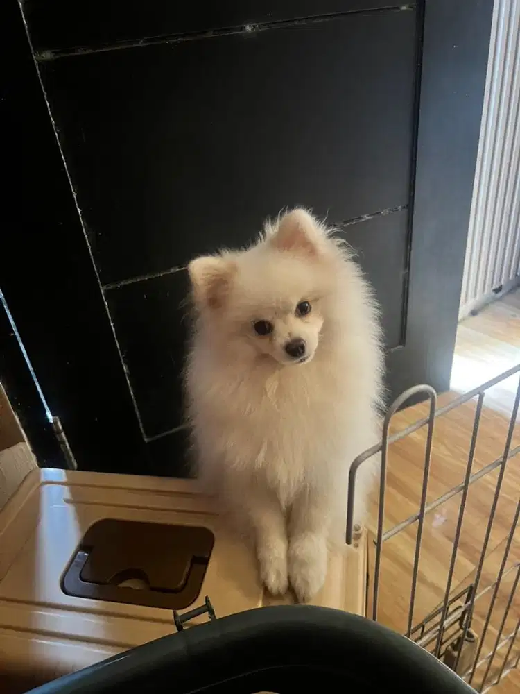 Mini pom 8 bulan