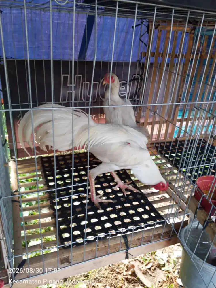 Ayam Bangkok Putih Sepasang
