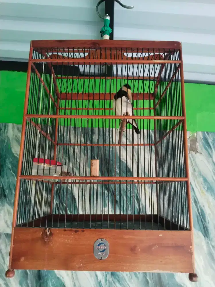 Burung jalak suren fullset