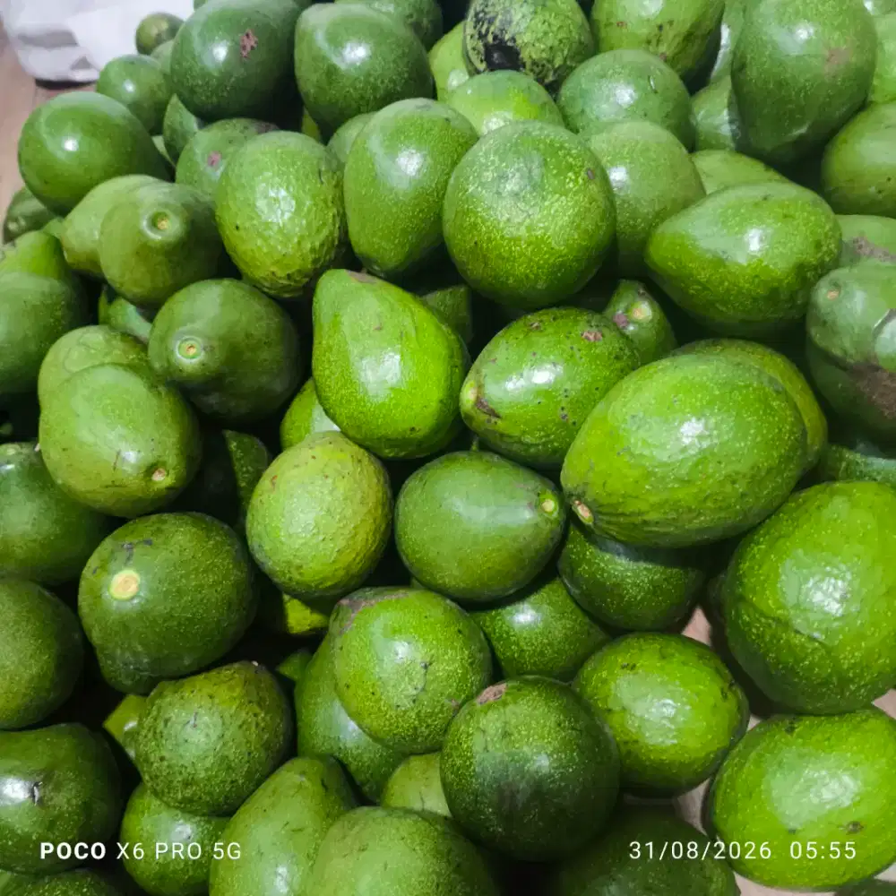 Jual alpukat miki murah