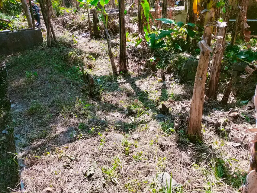 Bismillahirrahmanirrahim jual tanah kebun berikut ada balongnya
