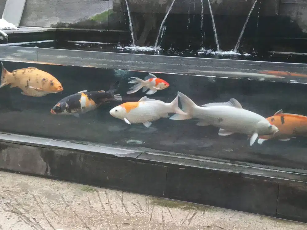 Jual borong/satuan ikan koi ada 5 ekor