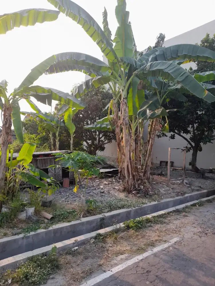 tanah kavling Betorosuryo, Senggolangit
