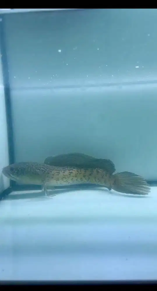 Ikan Chana Auranti