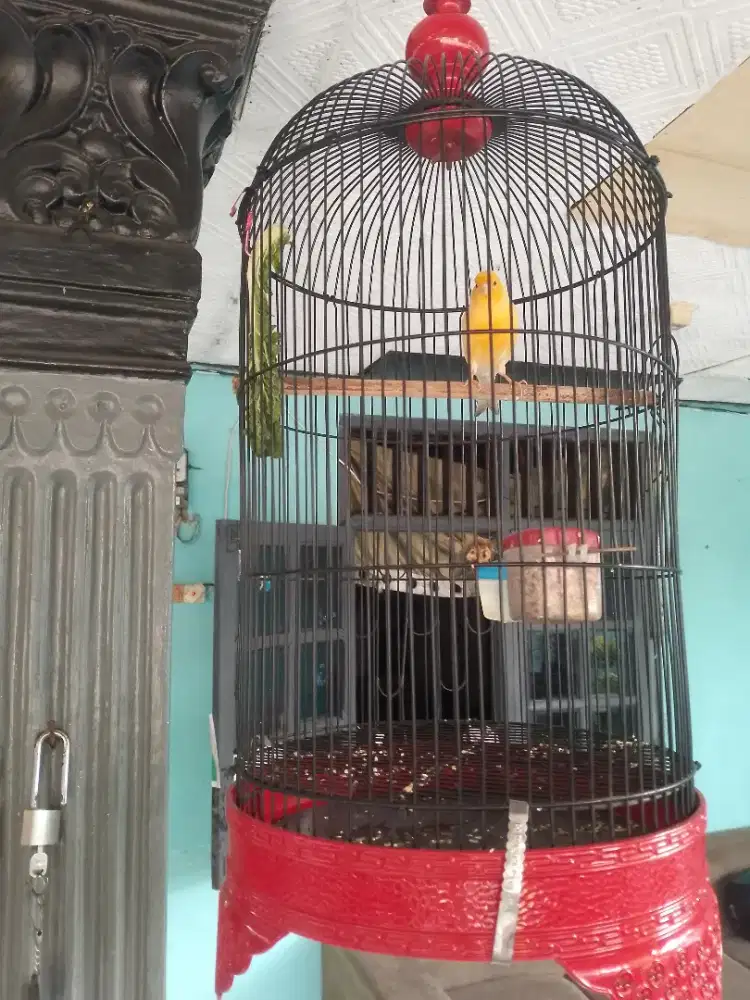 Kenari AF fullset gacor bisa dikirim
