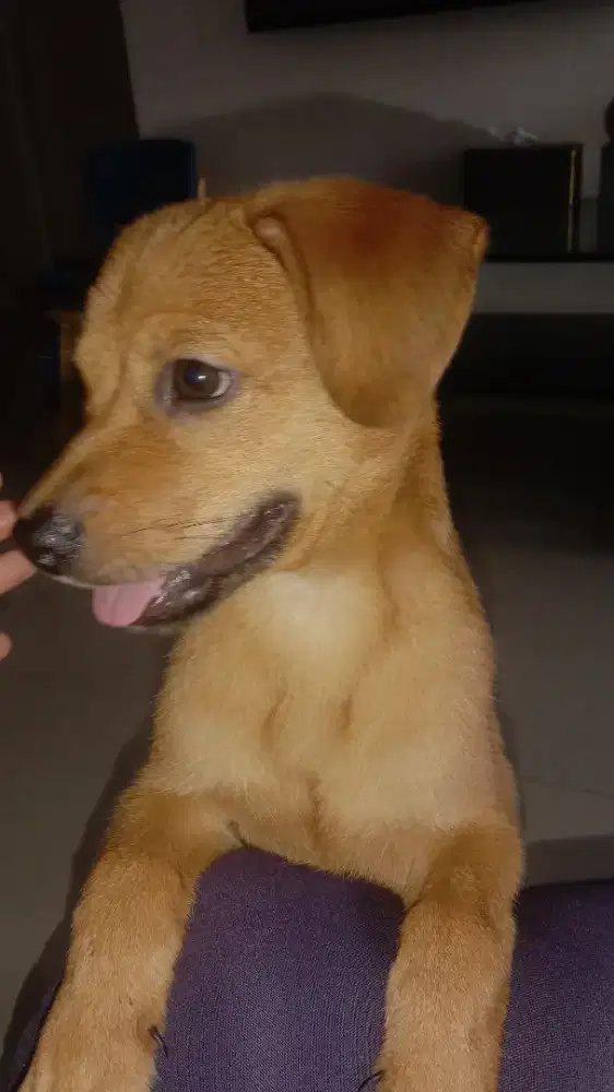 Anjing campuran lokal