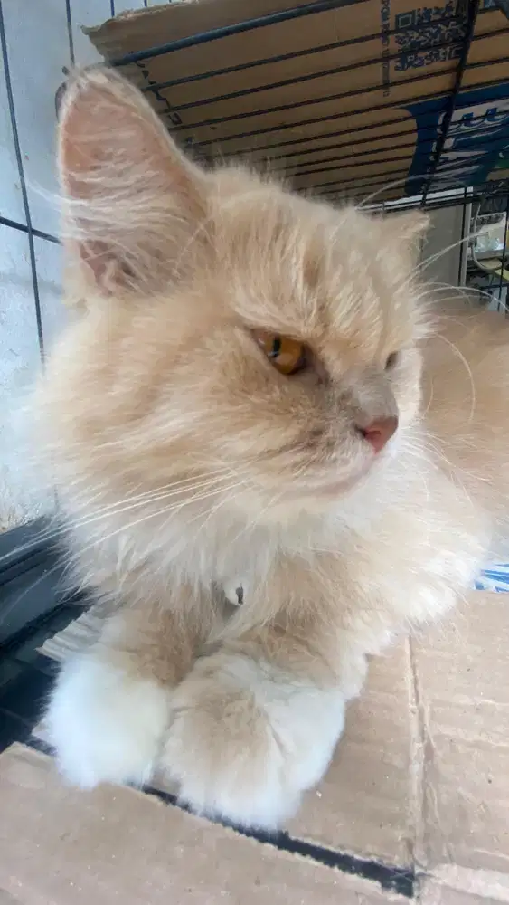Dijual Kucing Persia Betina Warna Cream` `Bulu tebal, sehat, jinak