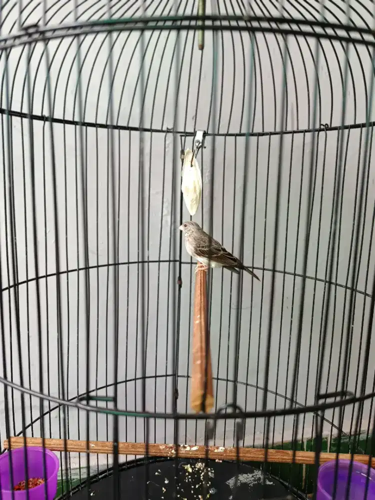 Burung Sanger Jantan