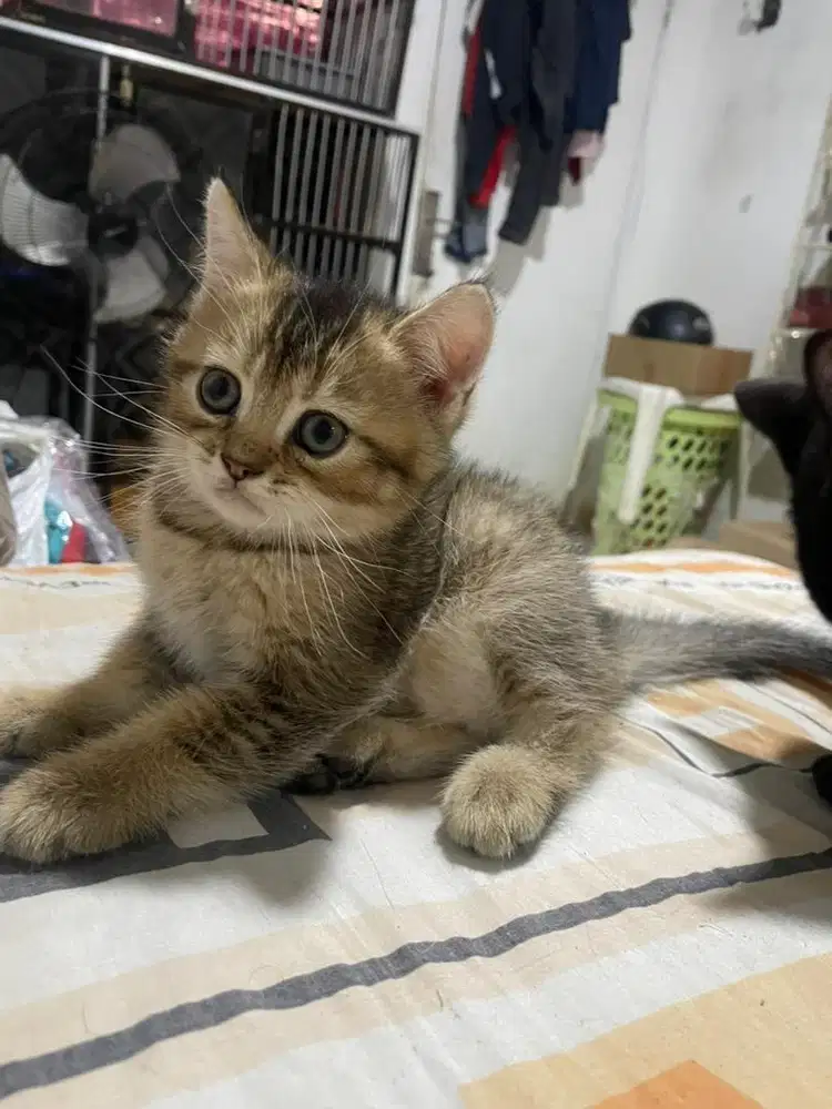 Kucing brithis shot hair