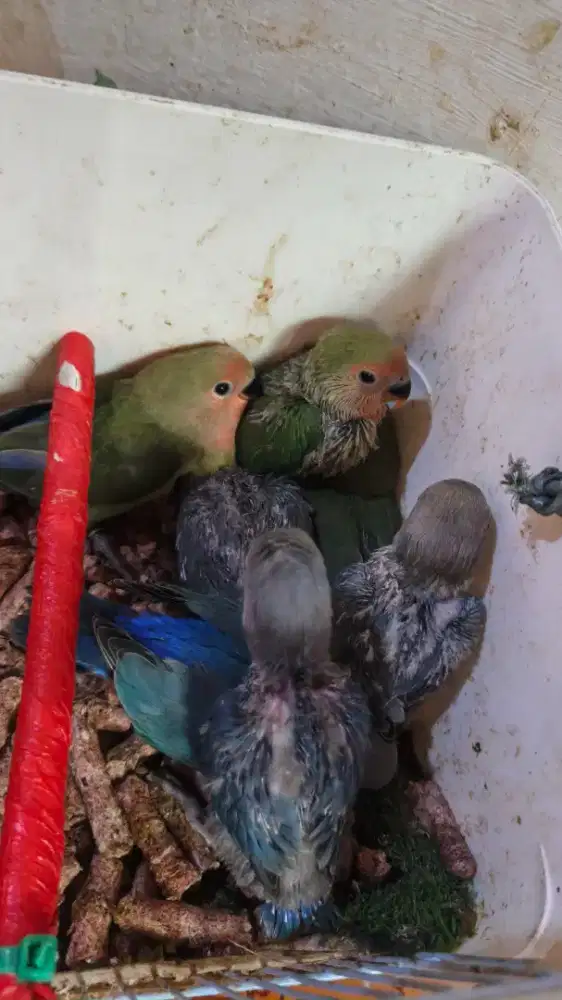 lolohan nonklep lovebird