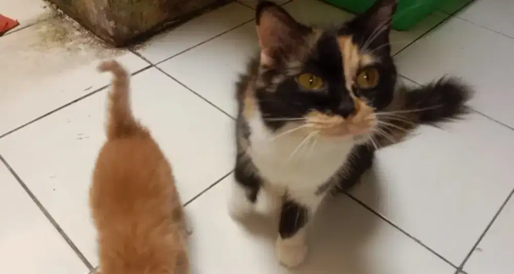 Kucing Persia betina