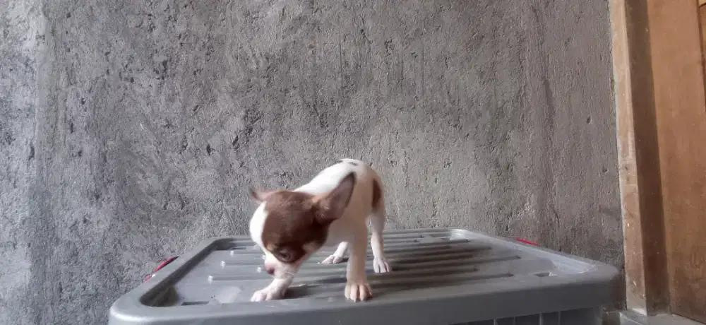anjing chihuahua betina