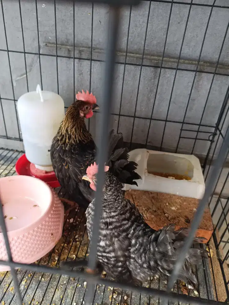 Dijual cepat ayam kate 2 ekor jantan